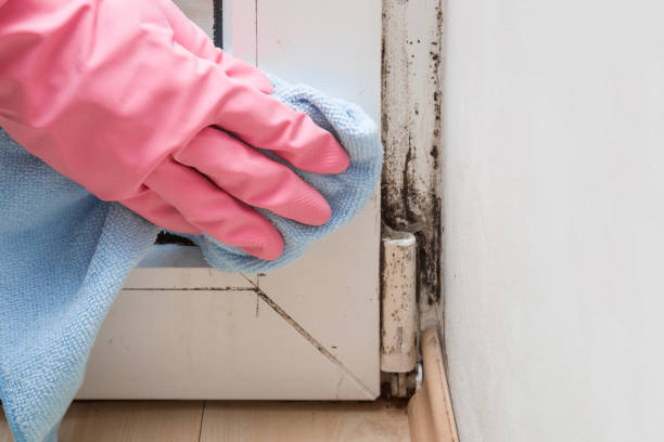 Best Mold Remediation for Specific Building Types in USA