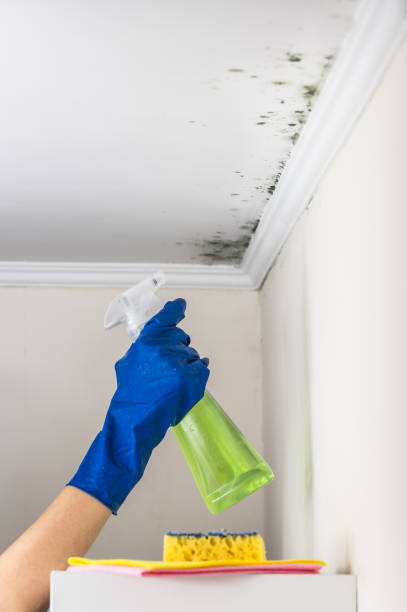 Best Commercial Mold Remediation in USA